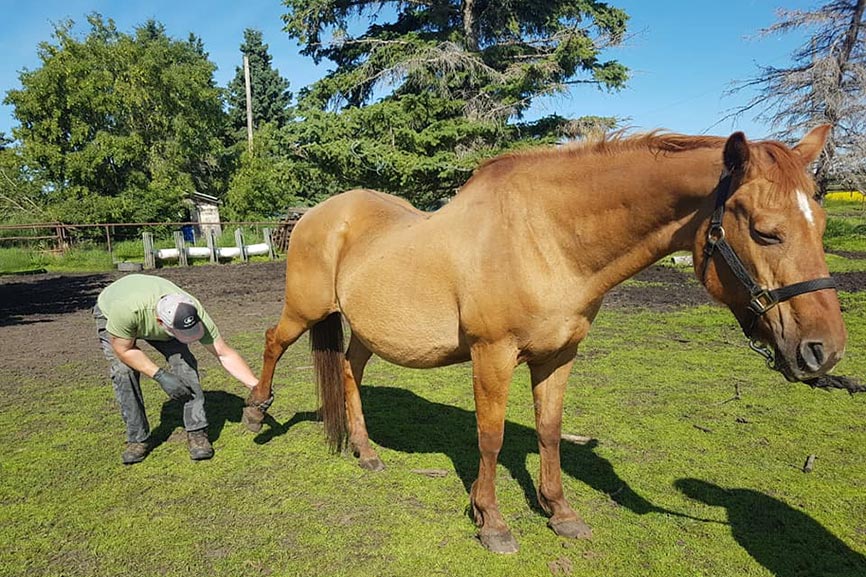 Rider on Horse