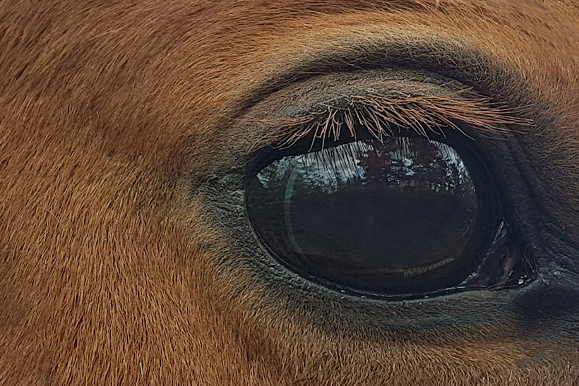 Rene and Horse