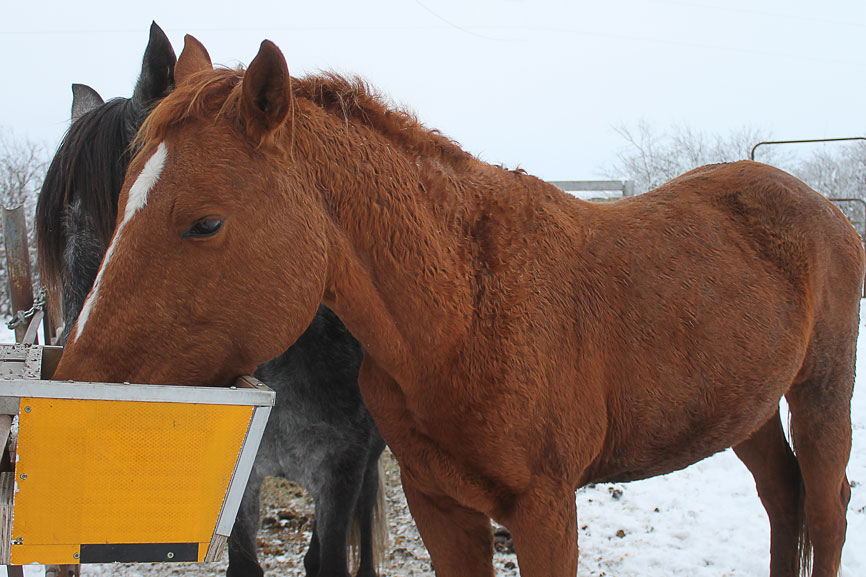 Rene and Horse